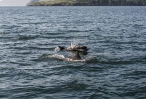 dolphins-loch-sunart